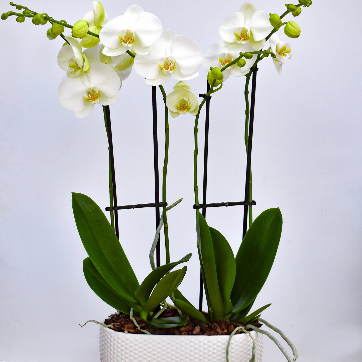 Large White Orchid Duo