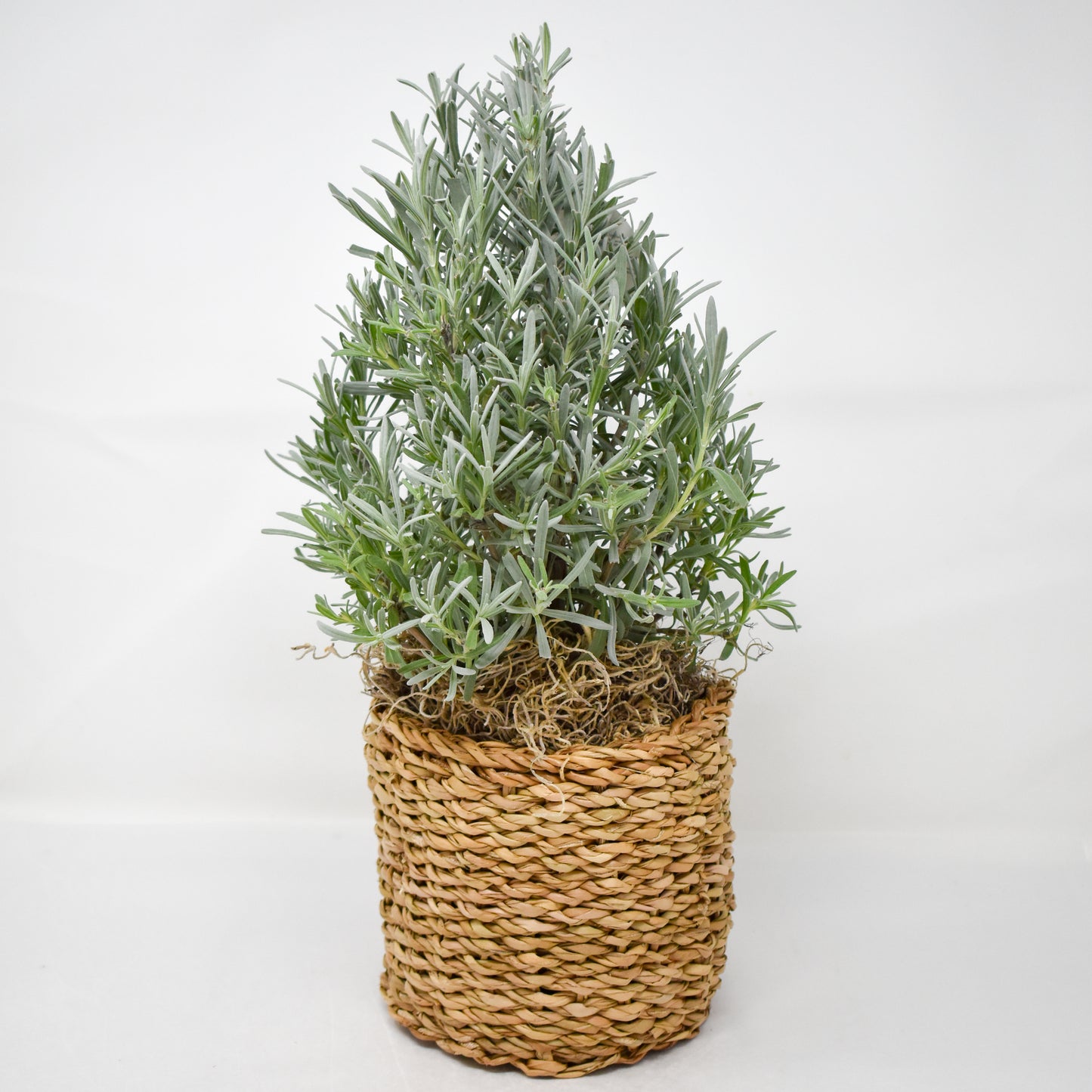 Fresh Lavender Tree
