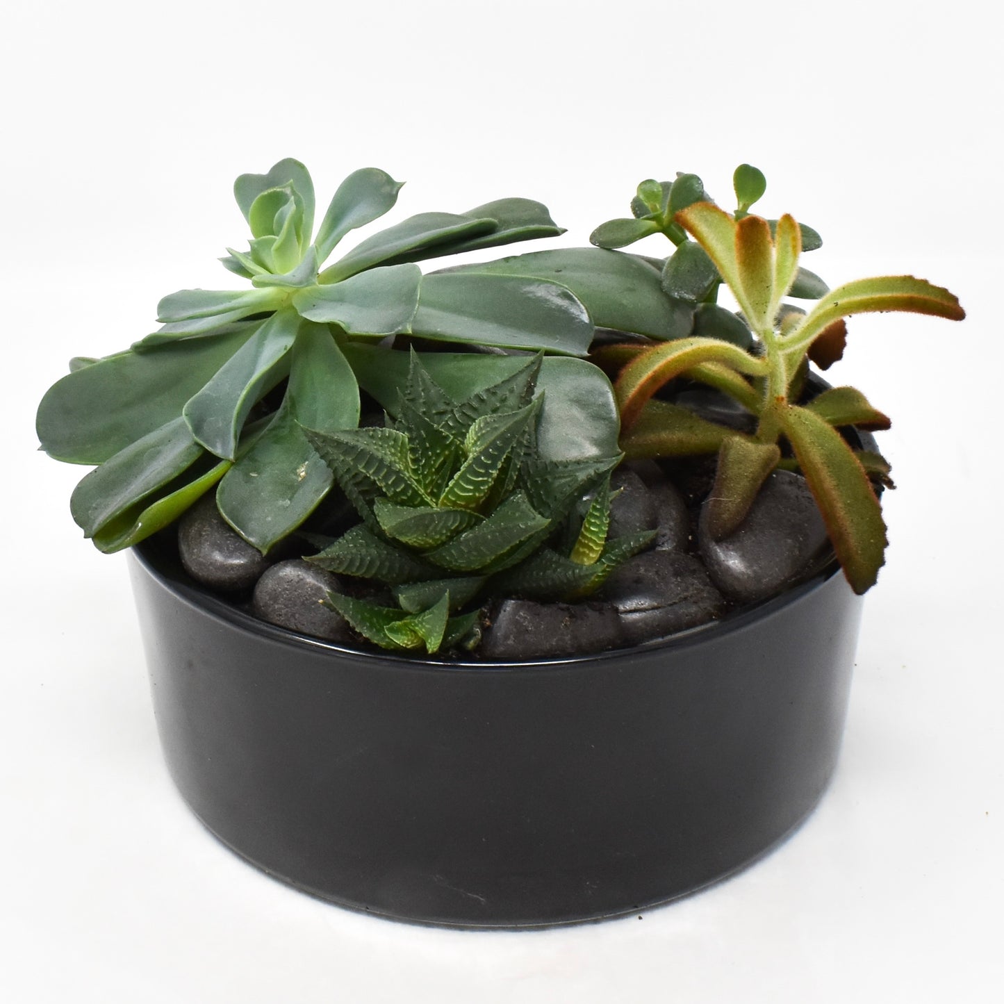 Small Succulent Dish Garden