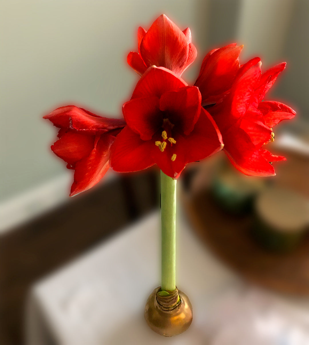 Waxed Amaryllis Bulb