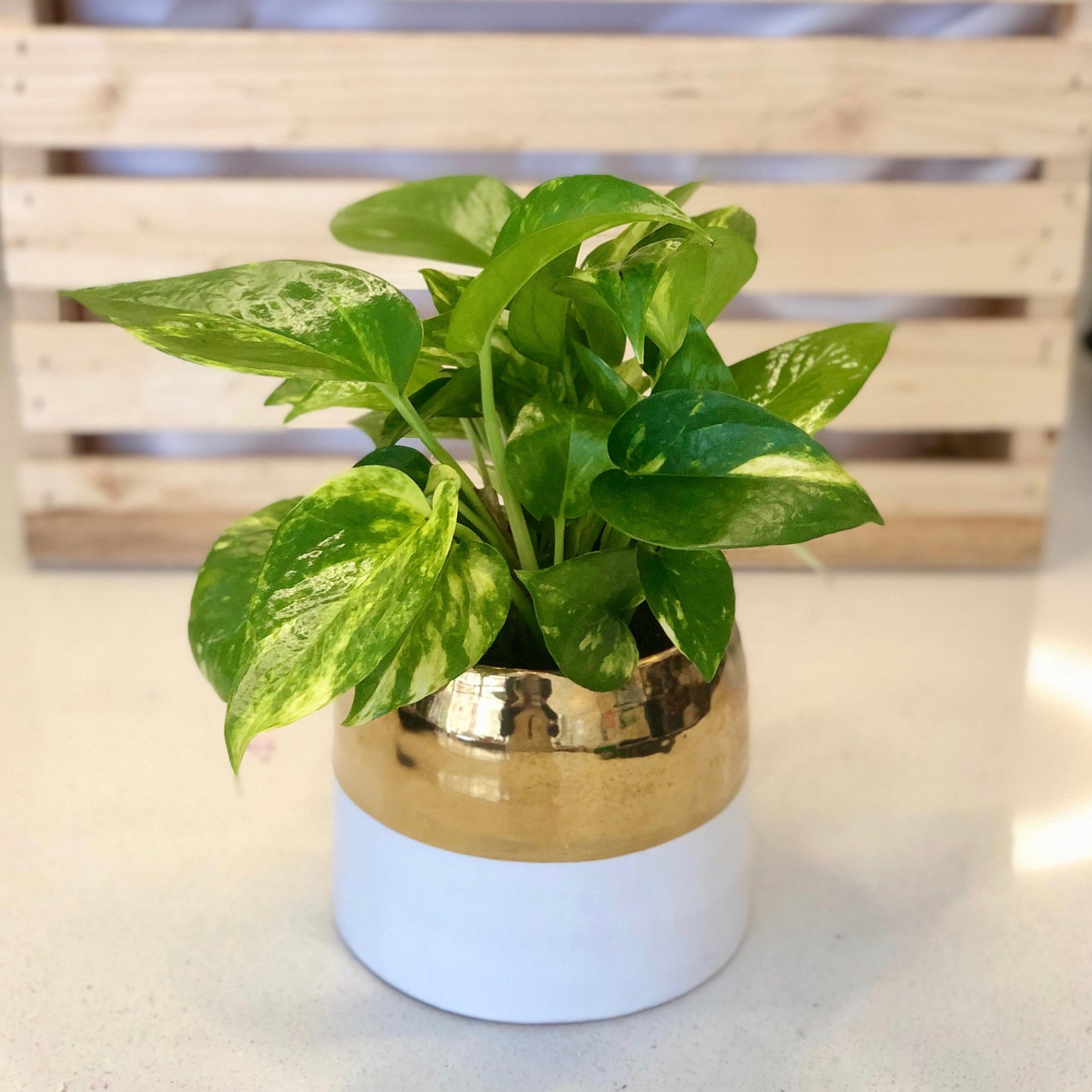 Pothos in White & Gold Pot