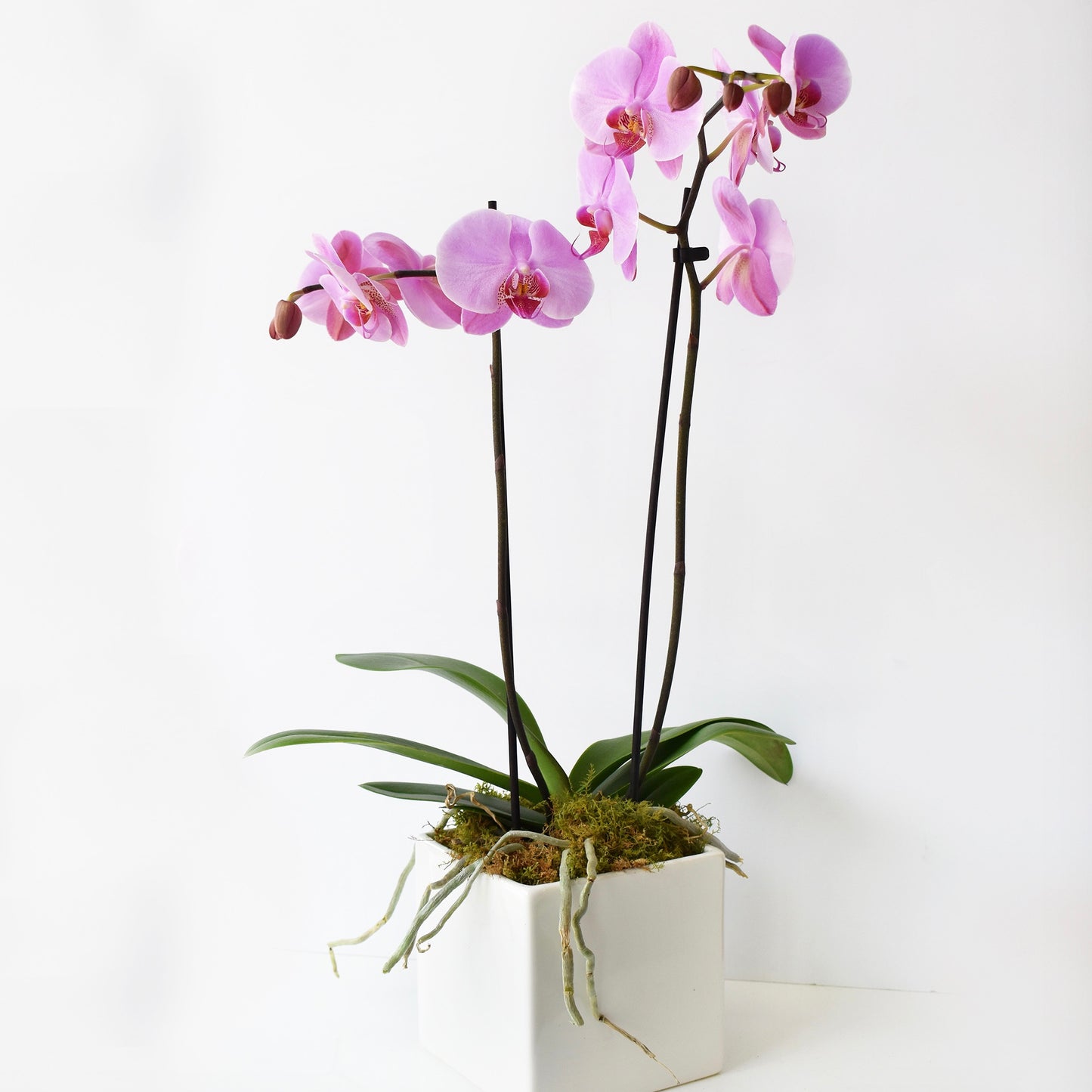 Double Spike Orchid Plant