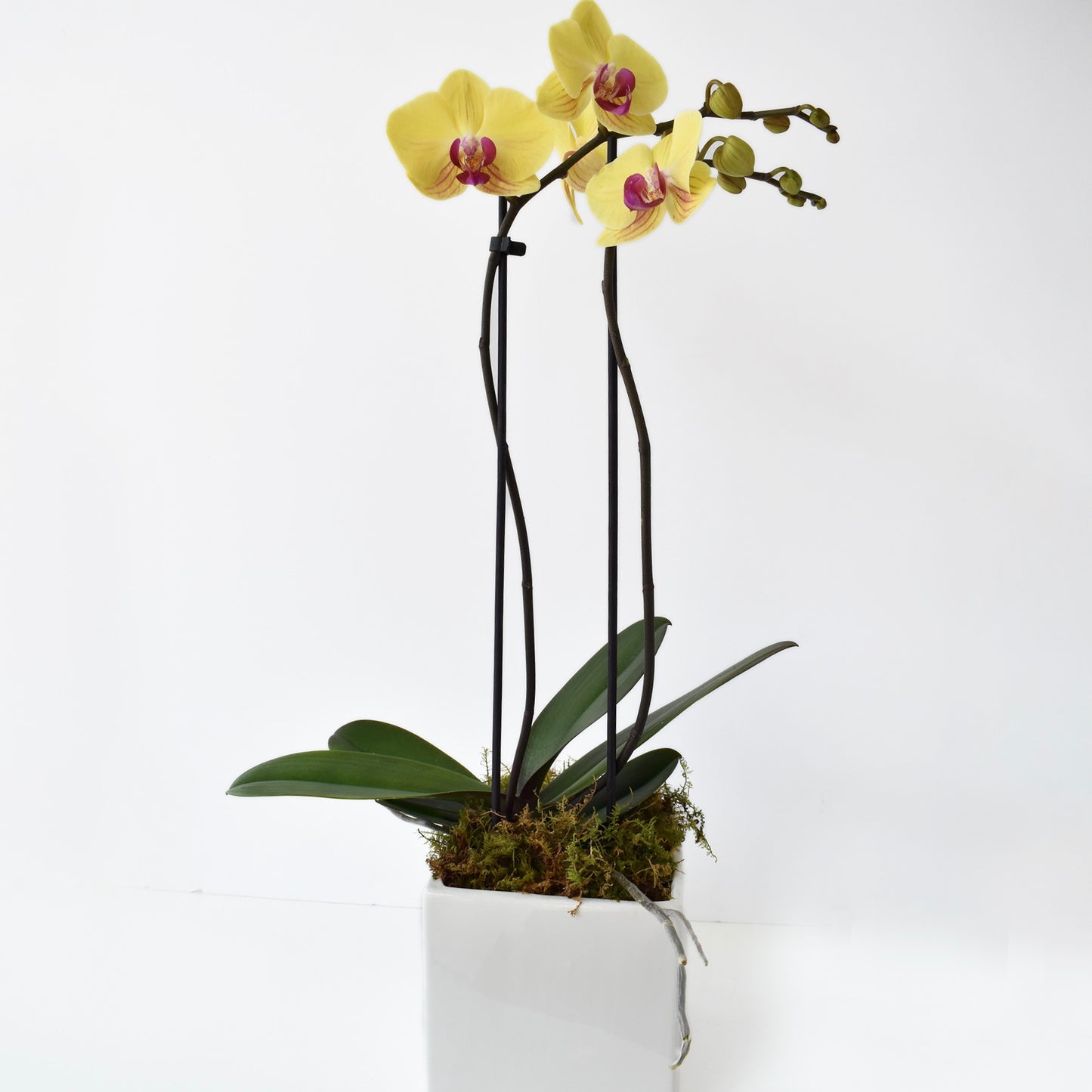 Double Spike Orchid Plant
