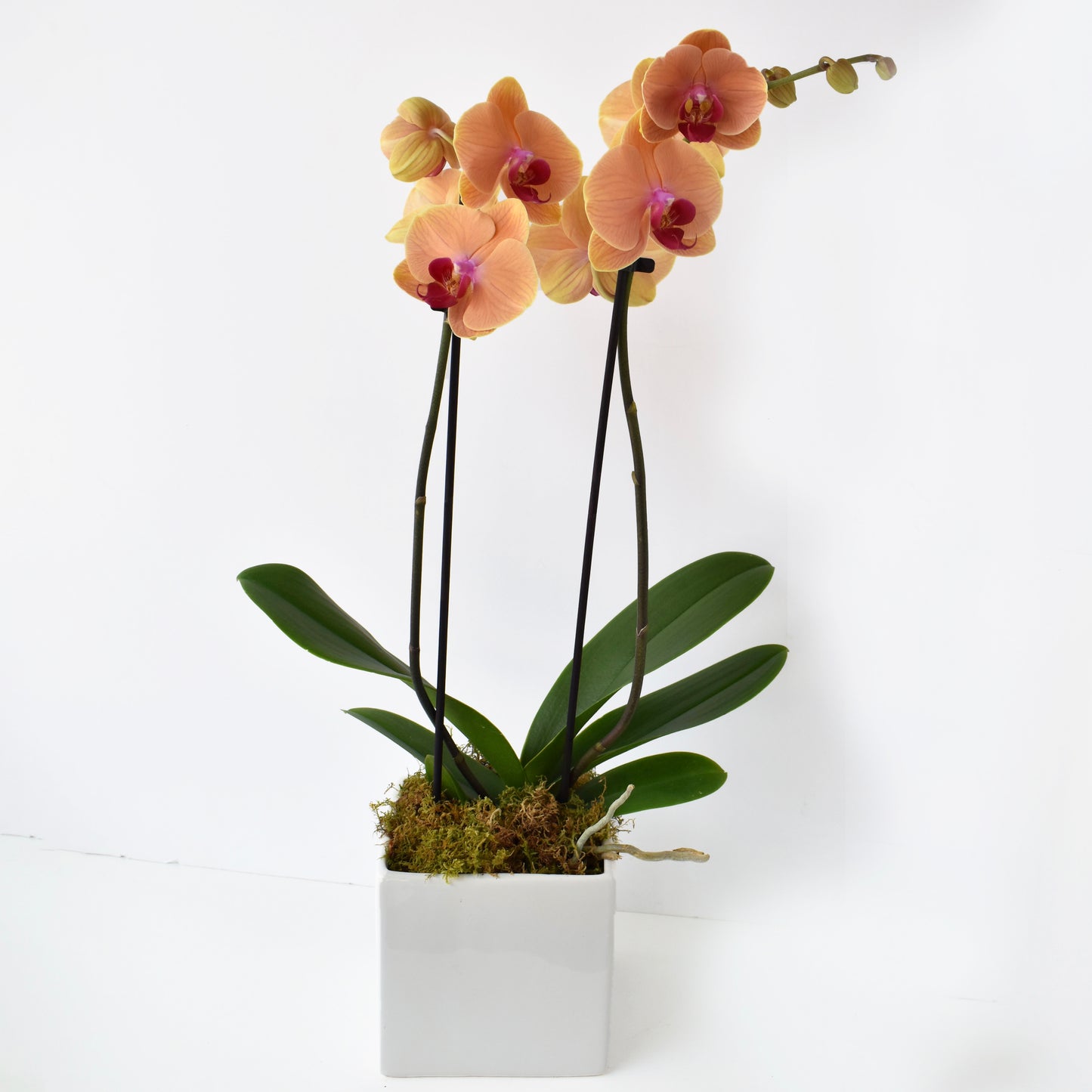 Double Spike Orchid Plant