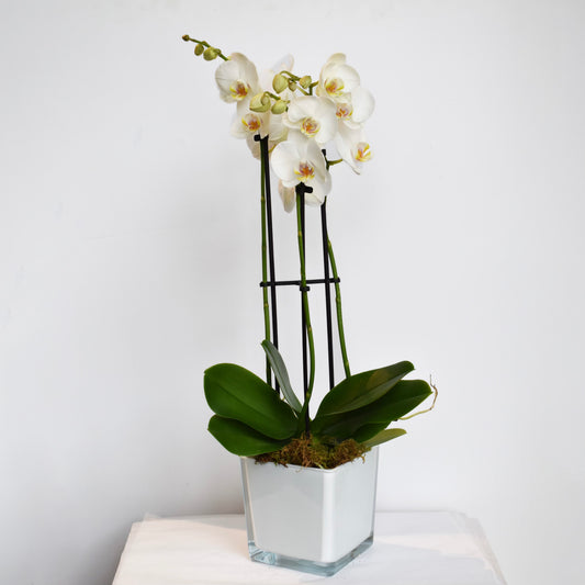 Triple Spike White Orchid Plant
