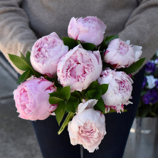 Peony Bouquet - Pale Pink