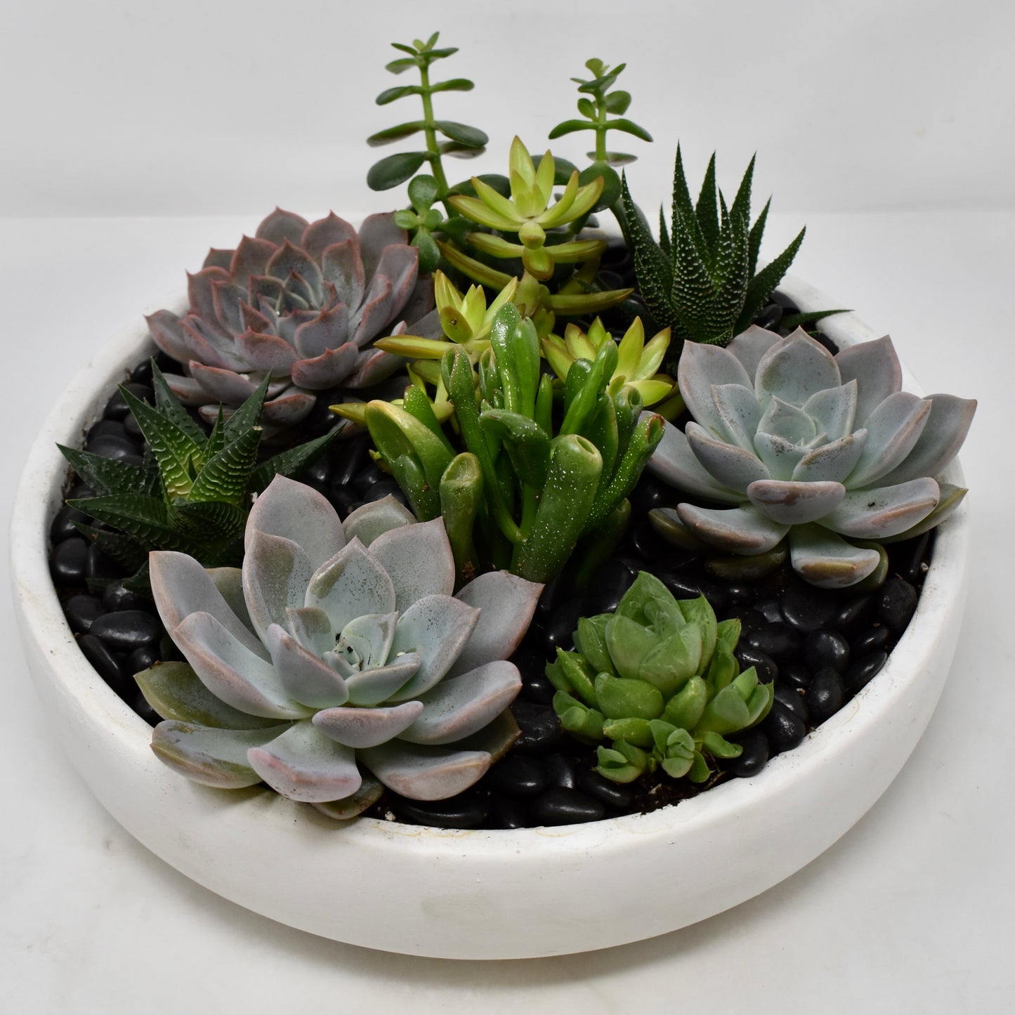 Large Succulent Dish Garden