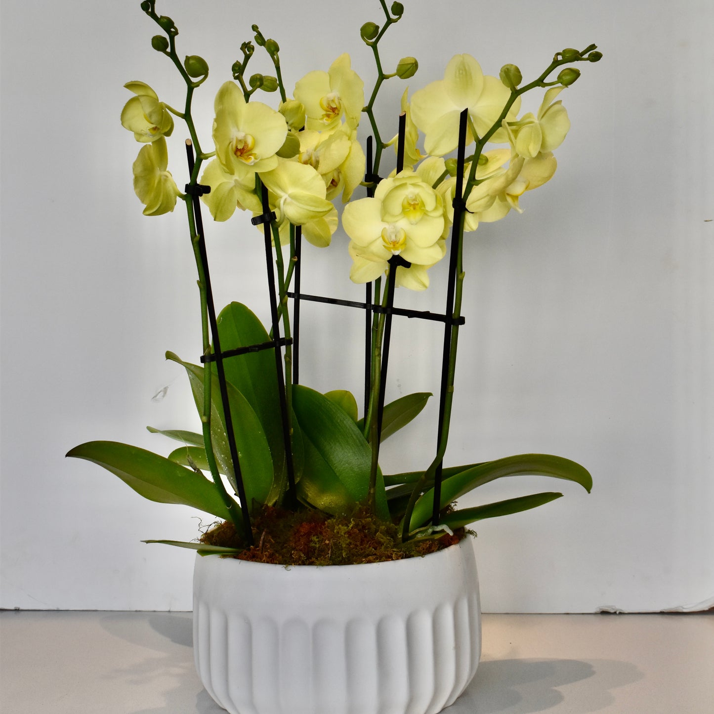 Large Green Orchid Trio