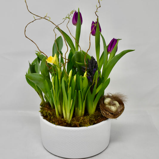 Easter Spring Bulb Centrepiece