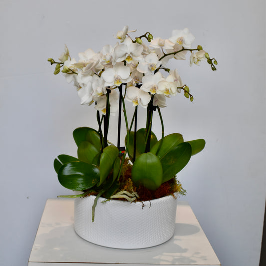 Mini White Orchid Garden