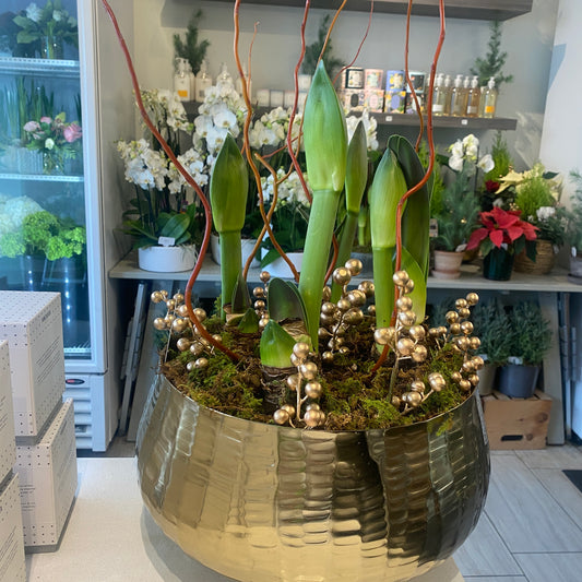 Large Amaryllis Arrangement in Gold Bowl
