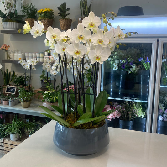 The Ultimate Orchid Garden