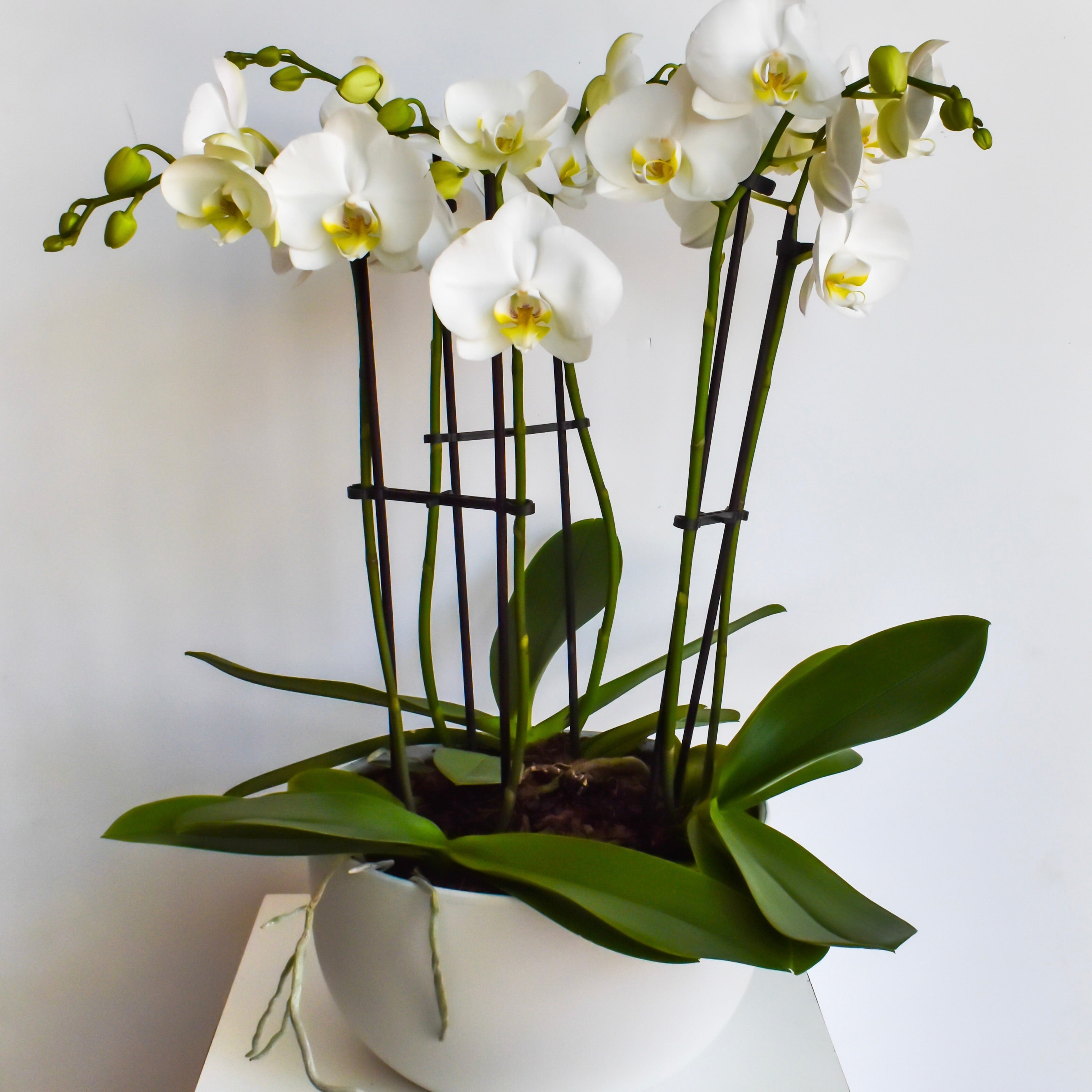 Large White Orchid Trio – True Flowers