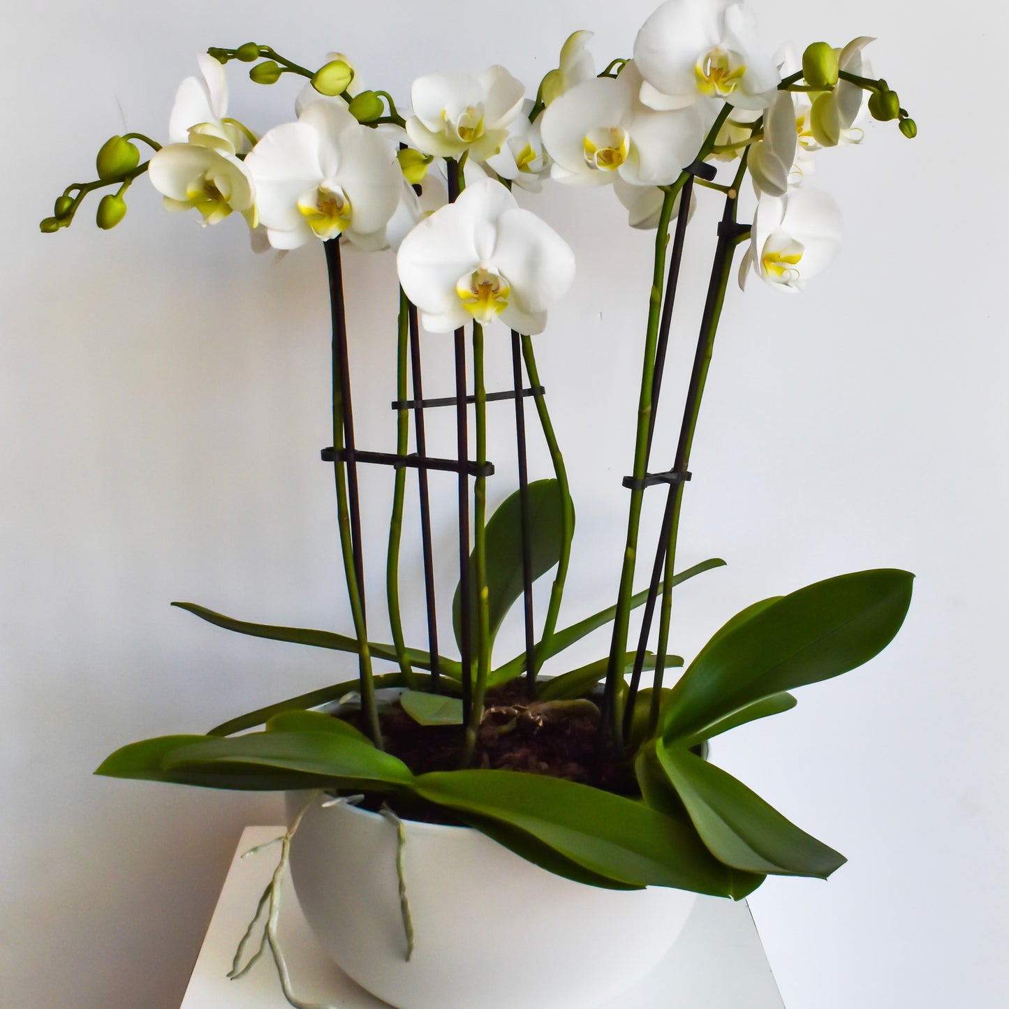 Large White Orchid Trio