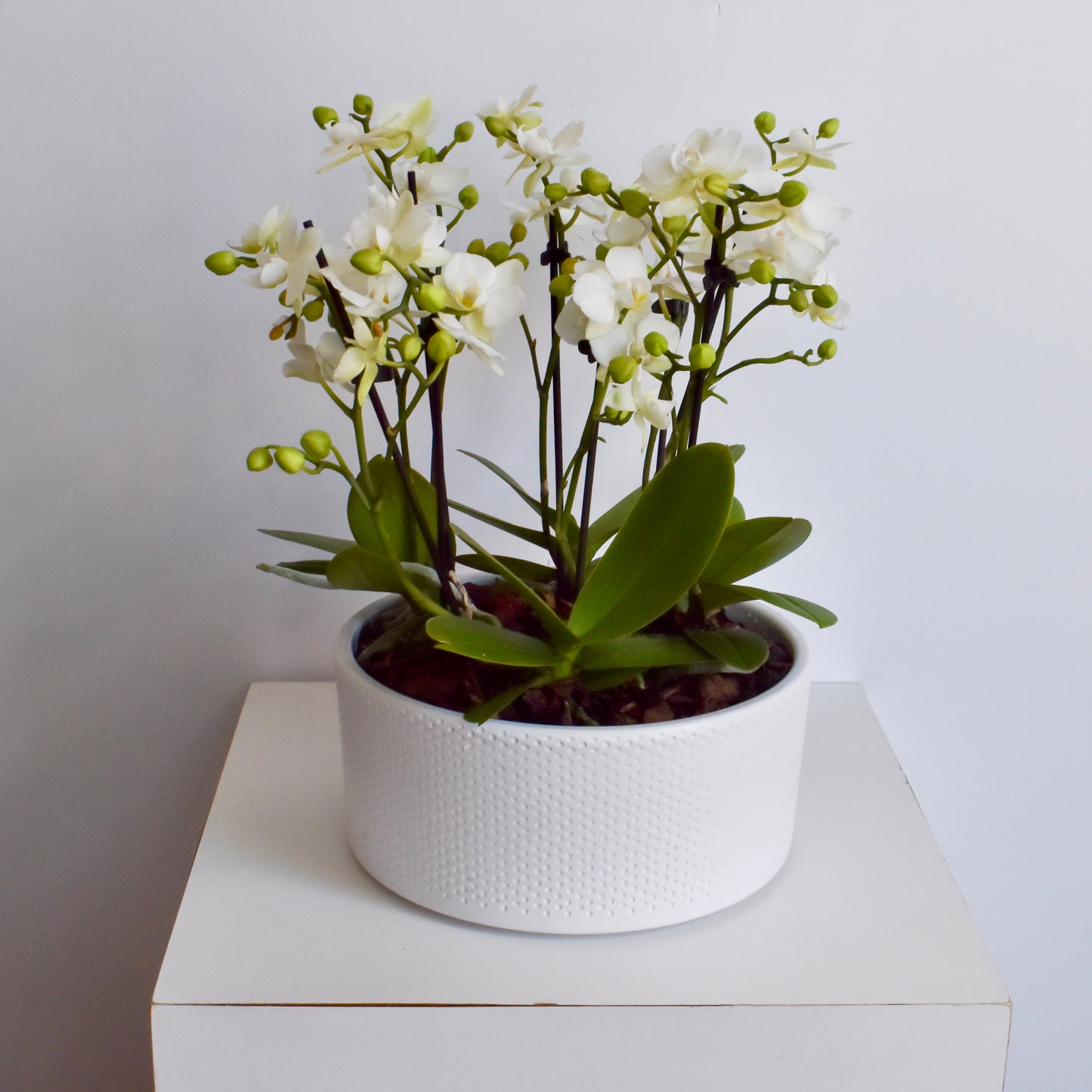 Mini White Orchid Trio