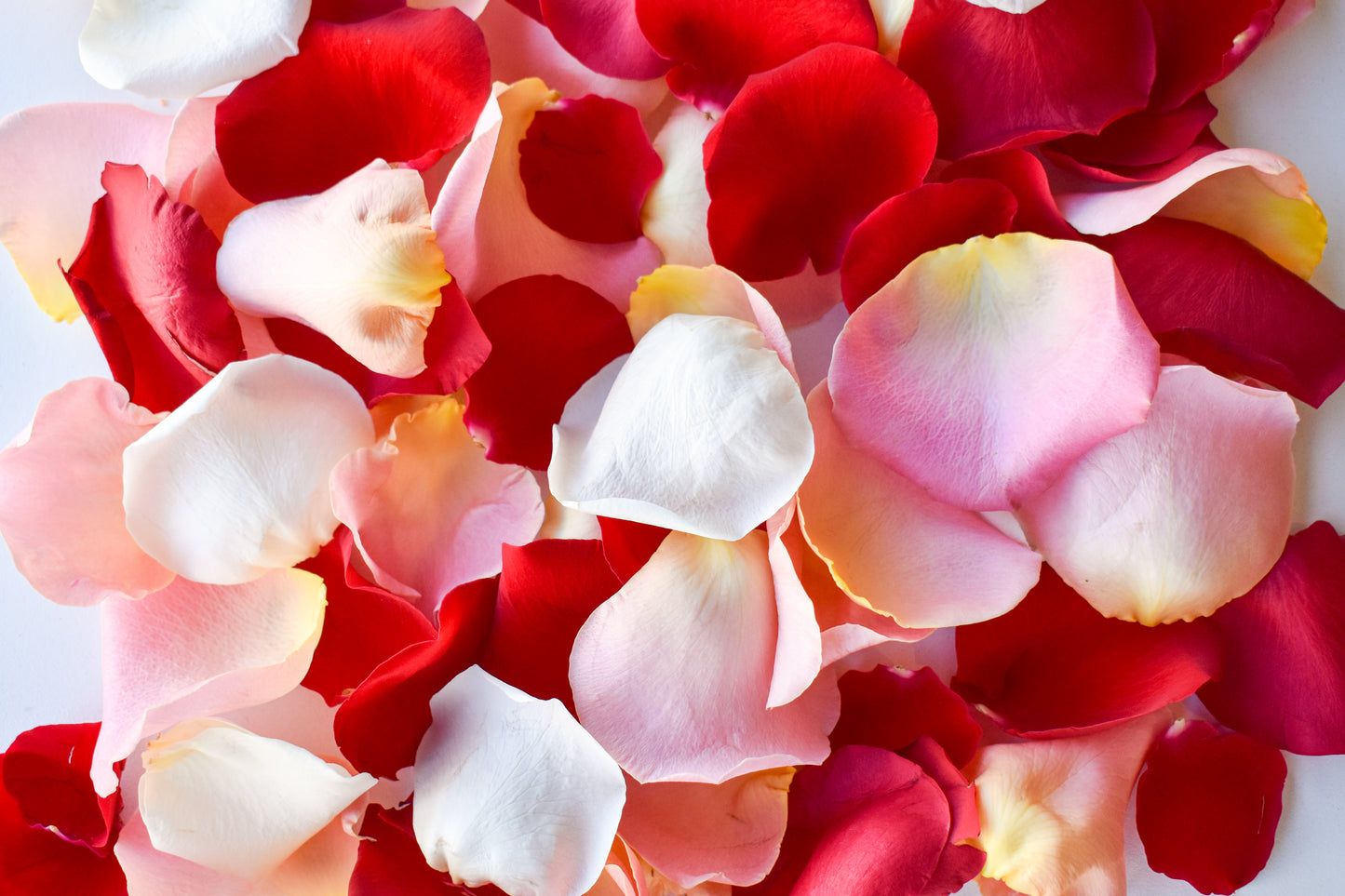 Valentine's Day Bag of Rose Petals