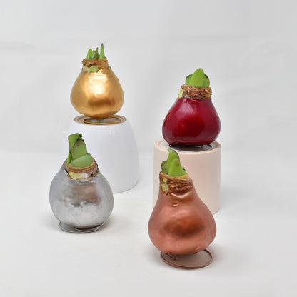 Waxed Amaryllis Bulb