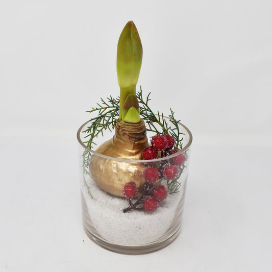 Waxed Amaryllis Bulb in Vase