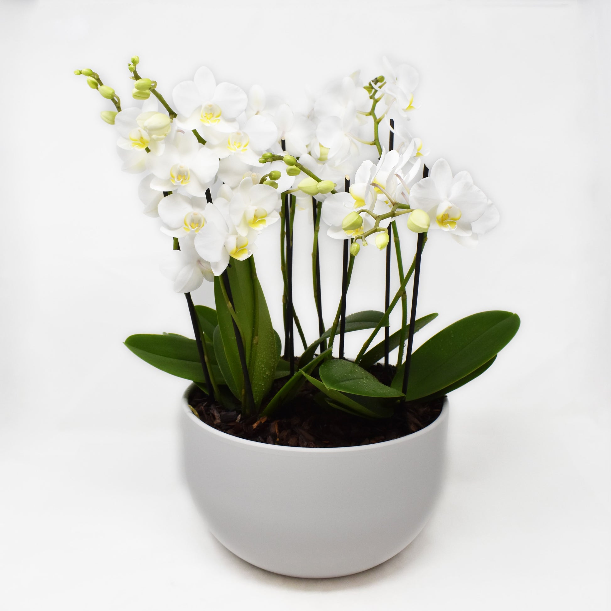 Three medium sized white orchid plants potted in a white ceramic bowl