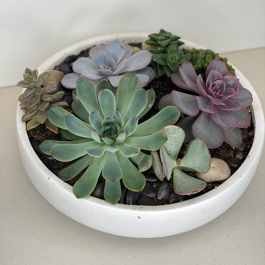 Succulent plants in a large white stone bowl
