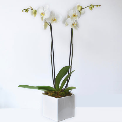 Double Spike Orchid Plant